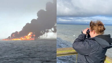 Fears for hundreds of thousands of seabirds after North Sea collision | News
