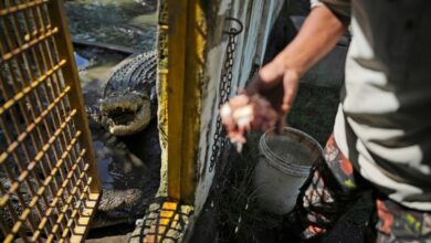 Crocodile attacks in Indonesia are on the rise. It’s left residents on edge