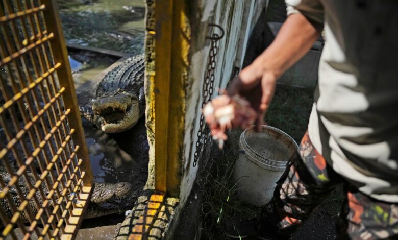 Crocodile attacks in Indonesia are on the rise. It’s left residents on edge Crocodile attacks in Indonesia are on the rise. It’s left residents on edge
