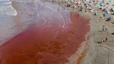 The sea is turning red! Researchers make breakthrough discovery that could help forecast dangerous algae blooms