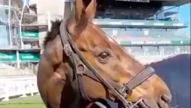 Celebre D’Allen: Horse dies days after collapsing in Grand National