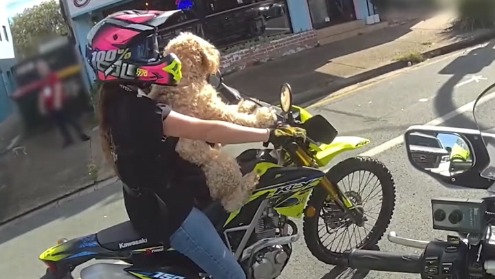 Biker riding with dog strapped to her pulled over by police officer | News Biker riding with dog strapped to her pulled over by police officer | News