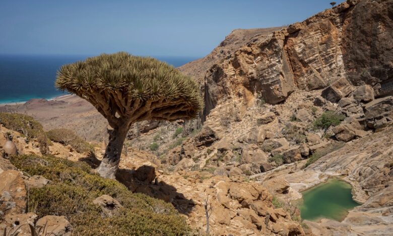 These trees exist in only one place on Earth. Now climate change and goats threaten their survival These trees exist in only one place on Earth. Now climate change and goats threaten their survival