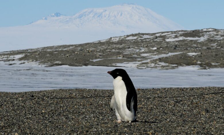 Penguin poop is creating more clouds. Here’s how Penguin poop is creating more clouds. Here’s how
