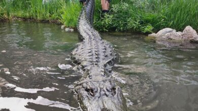 Alligator that starred in ‘Happy Gilmore’ dies of old age in Colorado