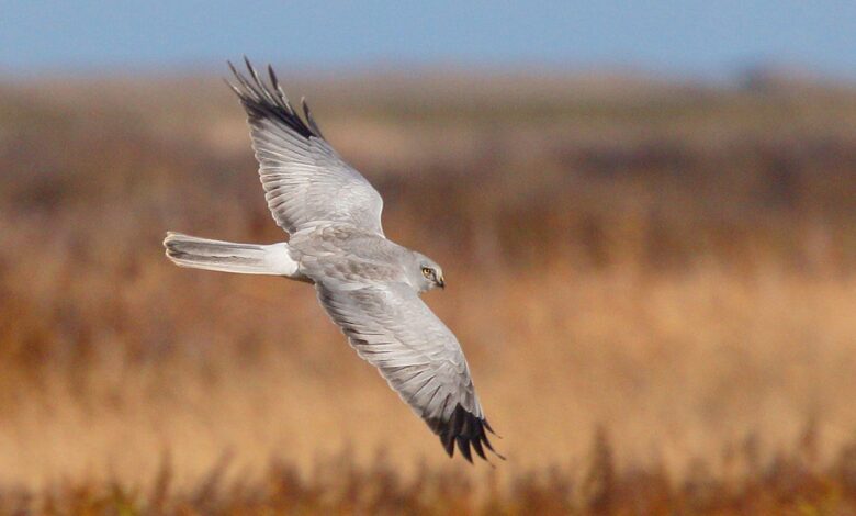 Record number of rare hen harriers killed or missing in the past five years, RSPB warns