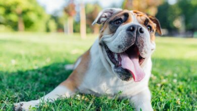 Vet issues advice and tips for keeping pets cool as heatwave approaches