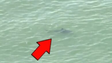 Shark sightings force some New York beaches to close on busy July 4 weekend