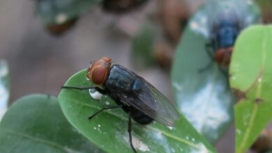 US government plans to breed millions of flies to combat a pest in Texas