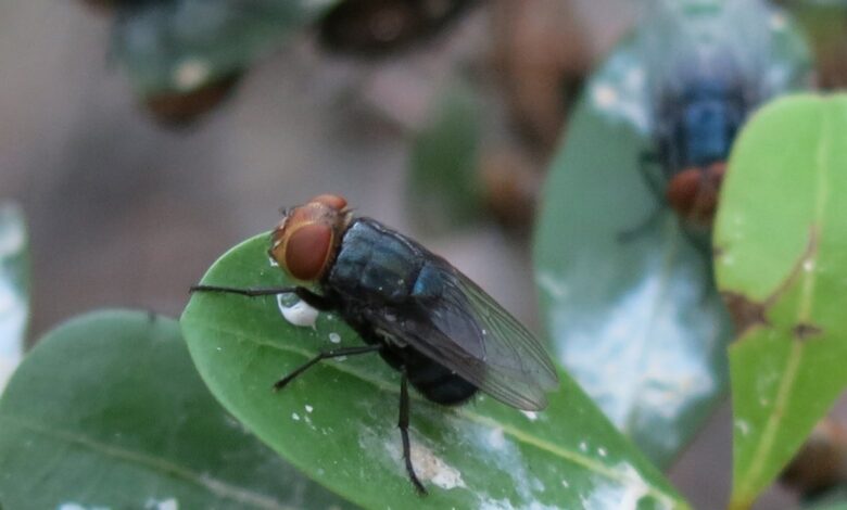 US government plans to breed millions of flies to combat a pest in Texas