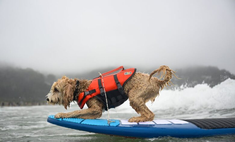 Photos of surfing dogs hanging ten in annual competition Photos of surfing dogs hanging ten in annual competition